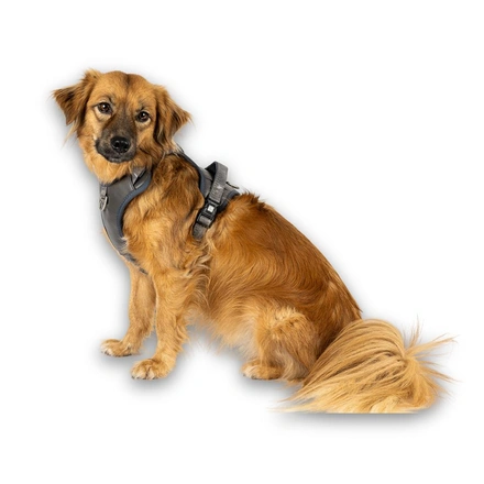 Max & Molly - Peitoral Sport "Matrix 2.0" - Cinza