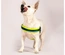 Max & Molly - Peitoral Q-Fit "Matrix Yellow" - Amarelo