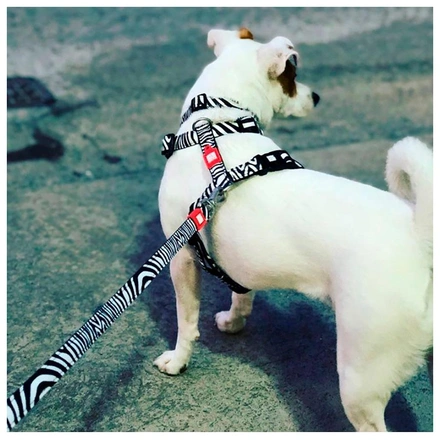 Max & Molly - Trela "Zebra"