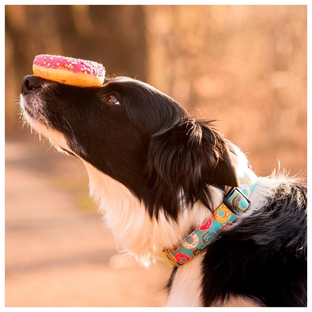 Max & Molly - Coleira Com Id Tag "Donuts"