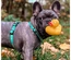 Max & Molly - Peitoral "Ducklings"