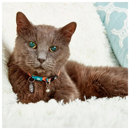 Max & Molly - Coleira Com Id Tag "Summertime" Para Gato