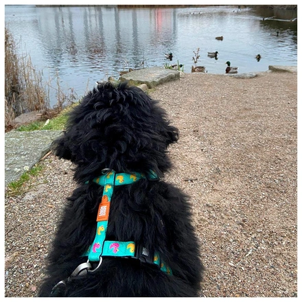 Max & Molly - Peitoral "Ducklings"