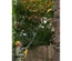 Podadora de Altura V20 BRUSHLESS 18 V 20 cm com Bateria 4 Ah STANLEY SFMCPS720M1-QW