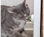 Bola De Catnip Com Suporte