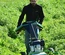 Corta Mato Etesia AH75