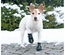Bota Protetora "Walker Active" Para Cães