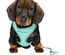 Junior - Soft Peitoral Com Trela Para Cachorro - Menta