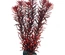 Plantas Set 3 (Kit 6 Plantas)